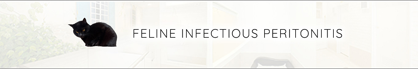 FELINE INFECTIOUS PERITONITIS