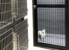 大型犬舎
