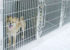 入院 / ペットホテル